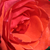 Oranžna - Vrtnica čajevka - Ondella